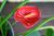 MELD's avatar