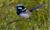 BlueWren13's avatar