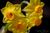 JThyer's avatar